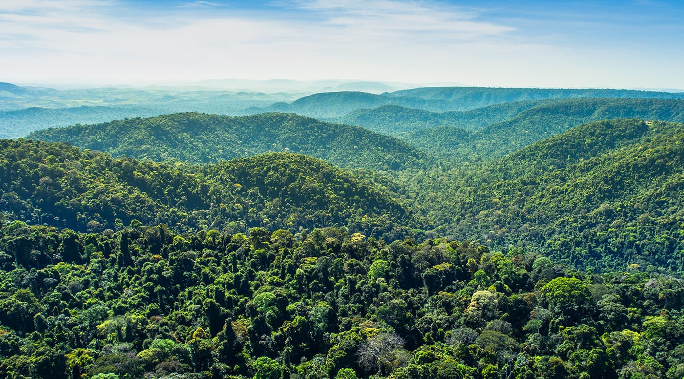 Vale avança na Meta Florestal Voluntária 2030