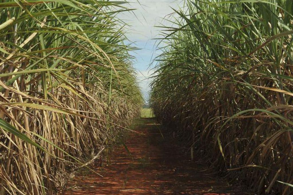 STF derruba liminar que suspendia “Taxa do Agro”