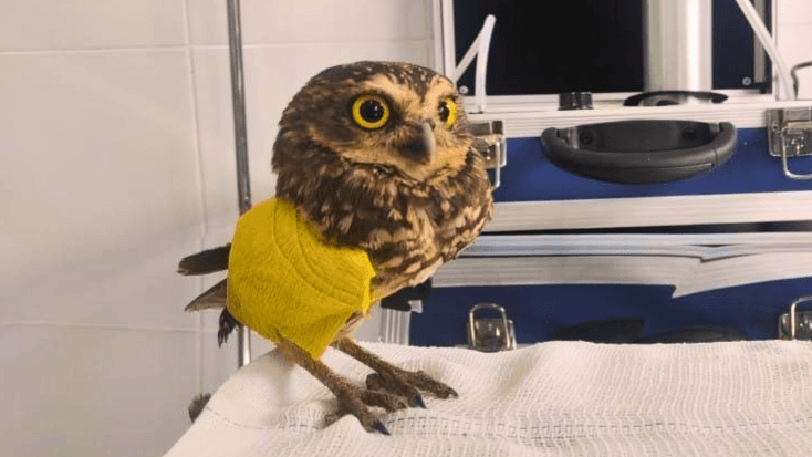 BAMIN cria Centro de Apoio Veterinário em Pedra de Ferro