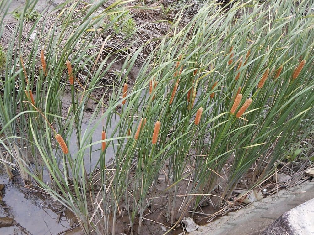 Planta retira 34 vezes mais de solos contaminados
