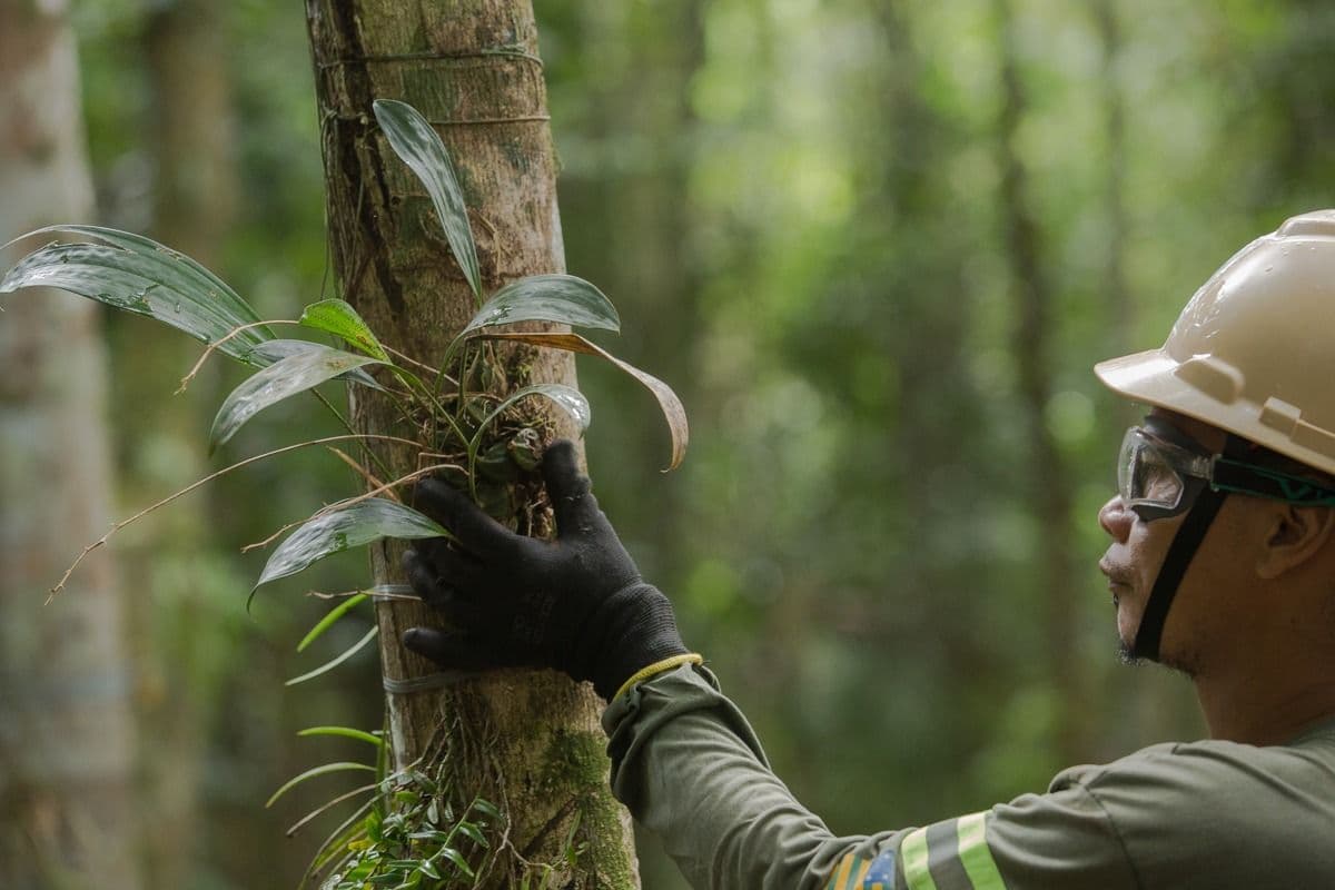 Programa preserva fauna e flora de floresta