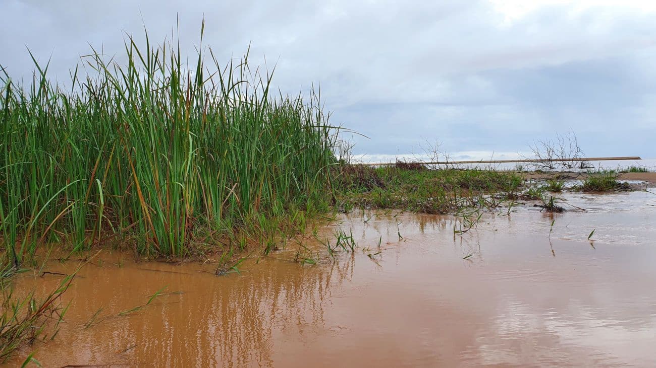 Planta pode combater contaminação do rio Doce