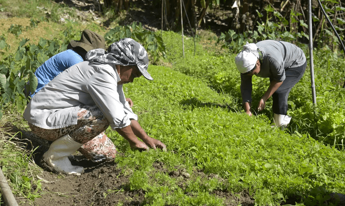 BNDES repassa R$ 15,6 milhões para atender quase 17 mil agricultores