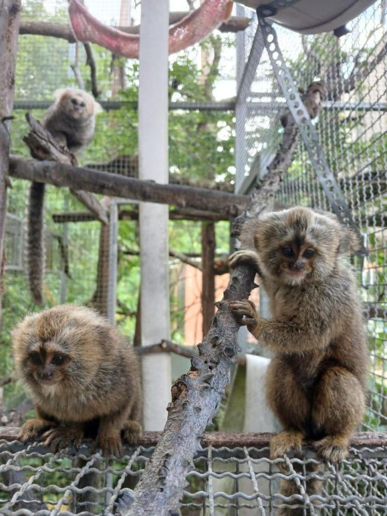 Parceria entre Samarco e UFV ajuda a criar leis de proteção á biodiversidade